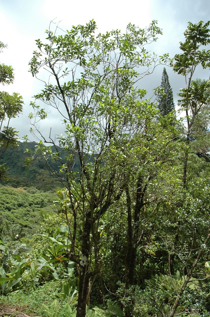 Psychotria kaduana habit