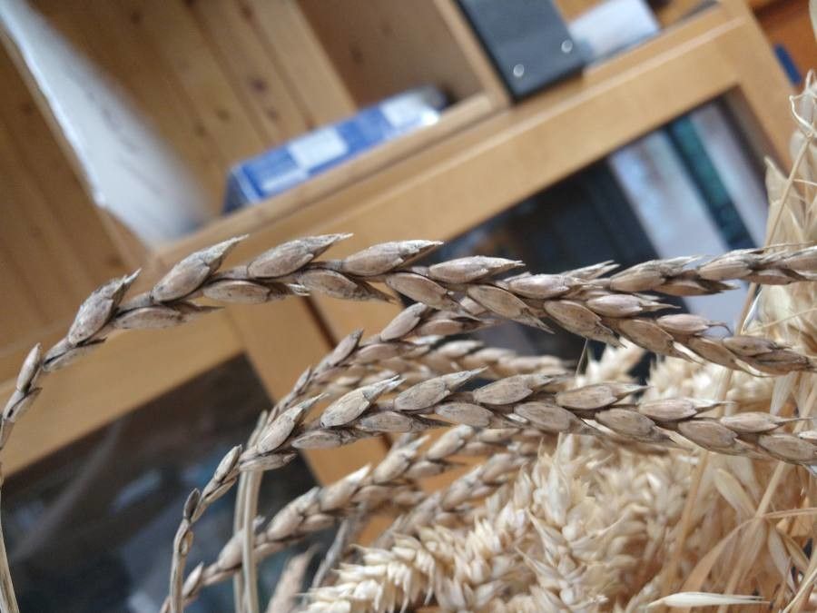 Triticum spelta fruit