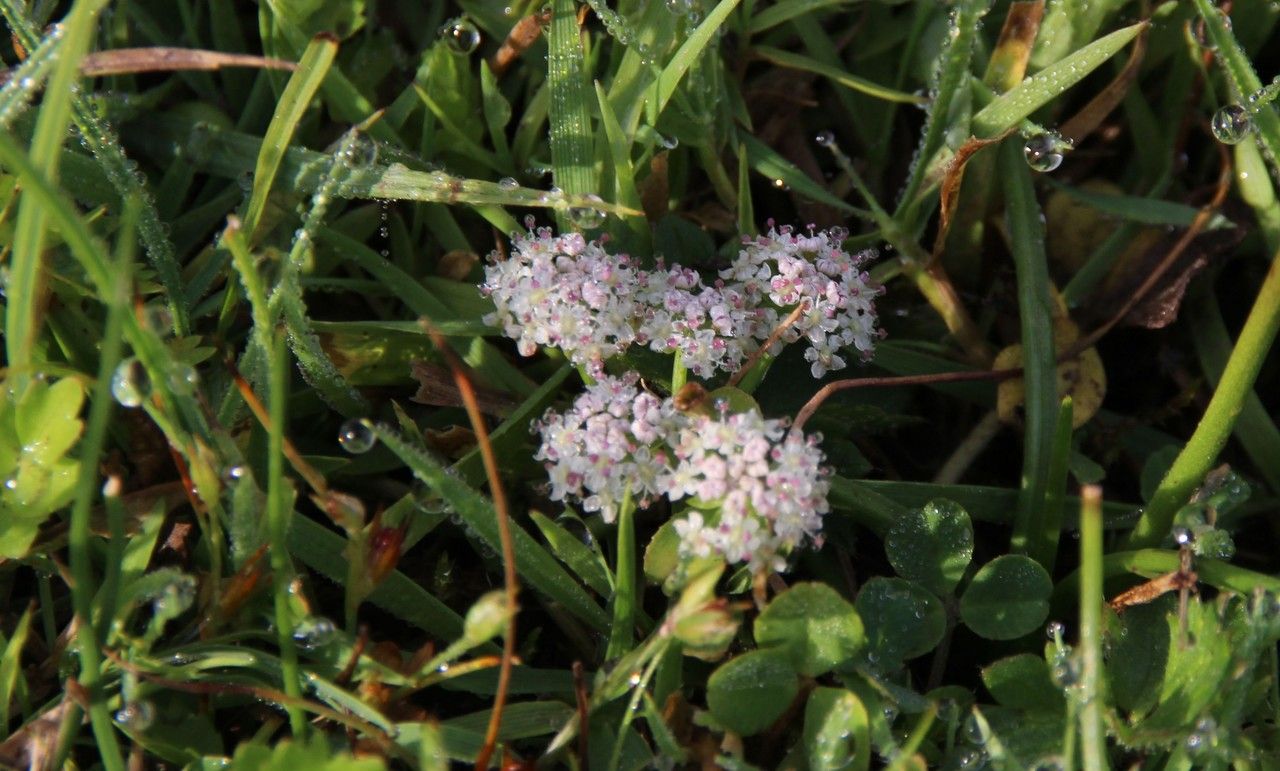 Helosciadium repens flower