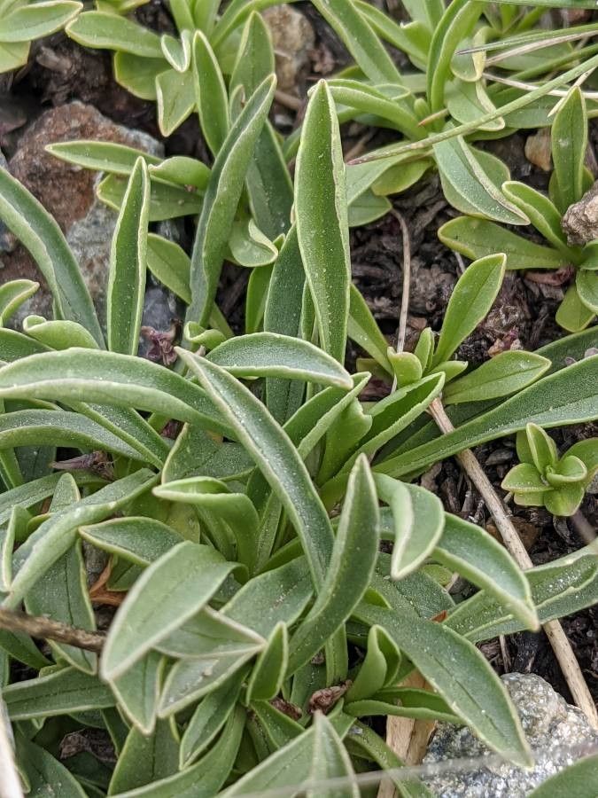 Valeriana saliunca — houseplant care guide