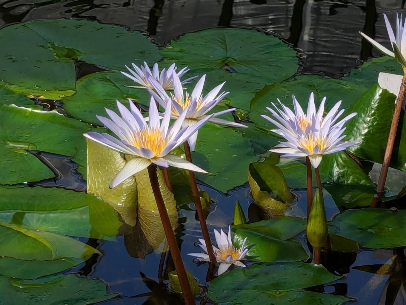 Nymphaea × daubenyana flower