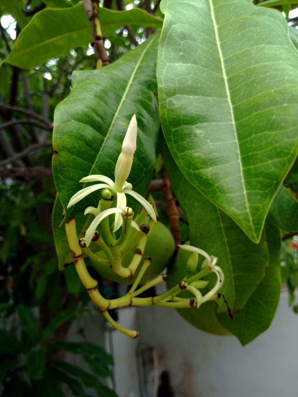 Cerbera manghas flower