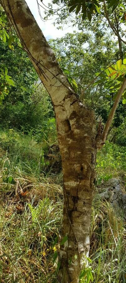 Cupania americana bark