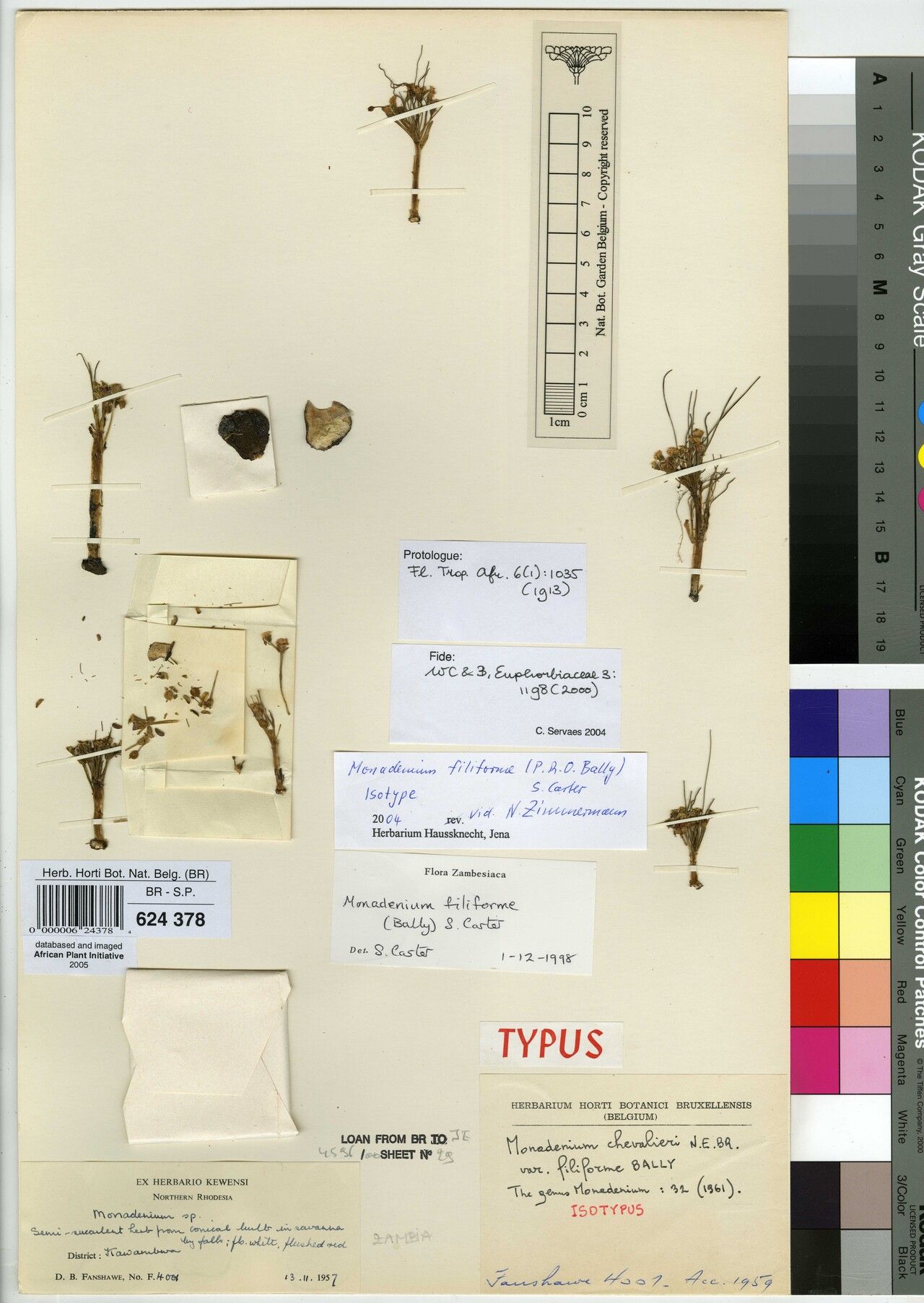 Euphorbia filiformis — houseplant care guide