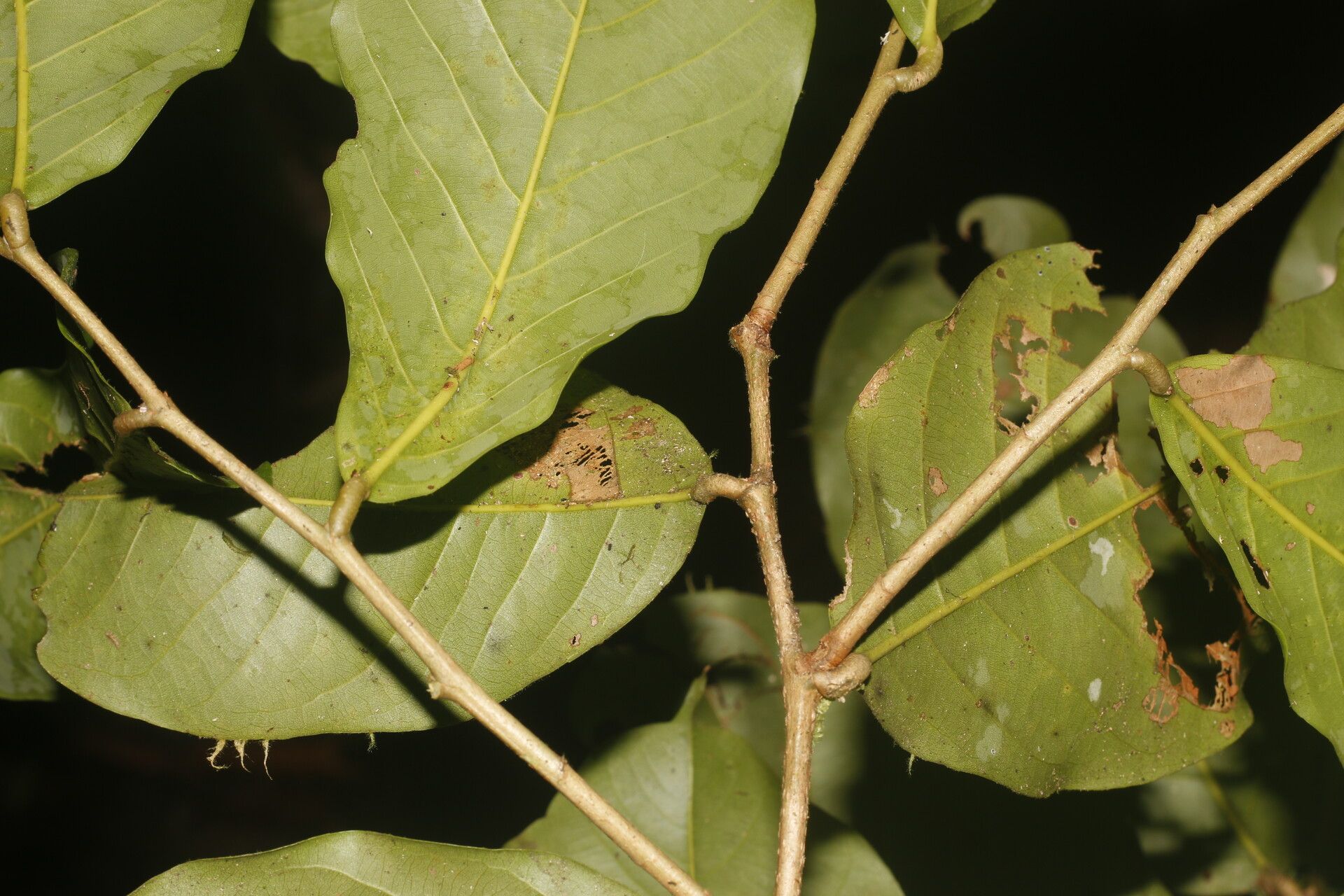 Moquilea kallunkiae bark