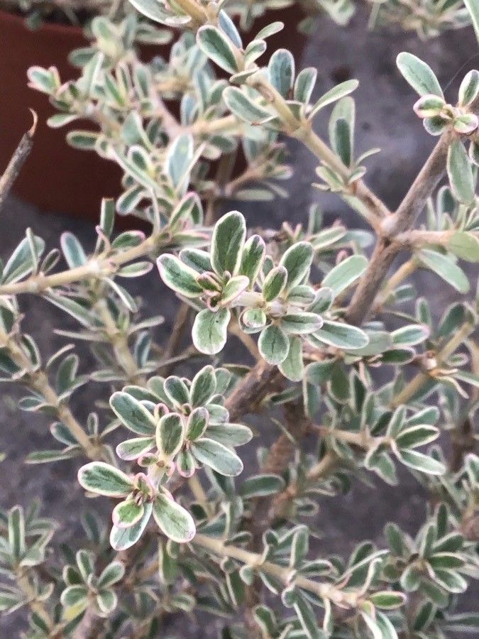 Coprosma × kirkii leaf