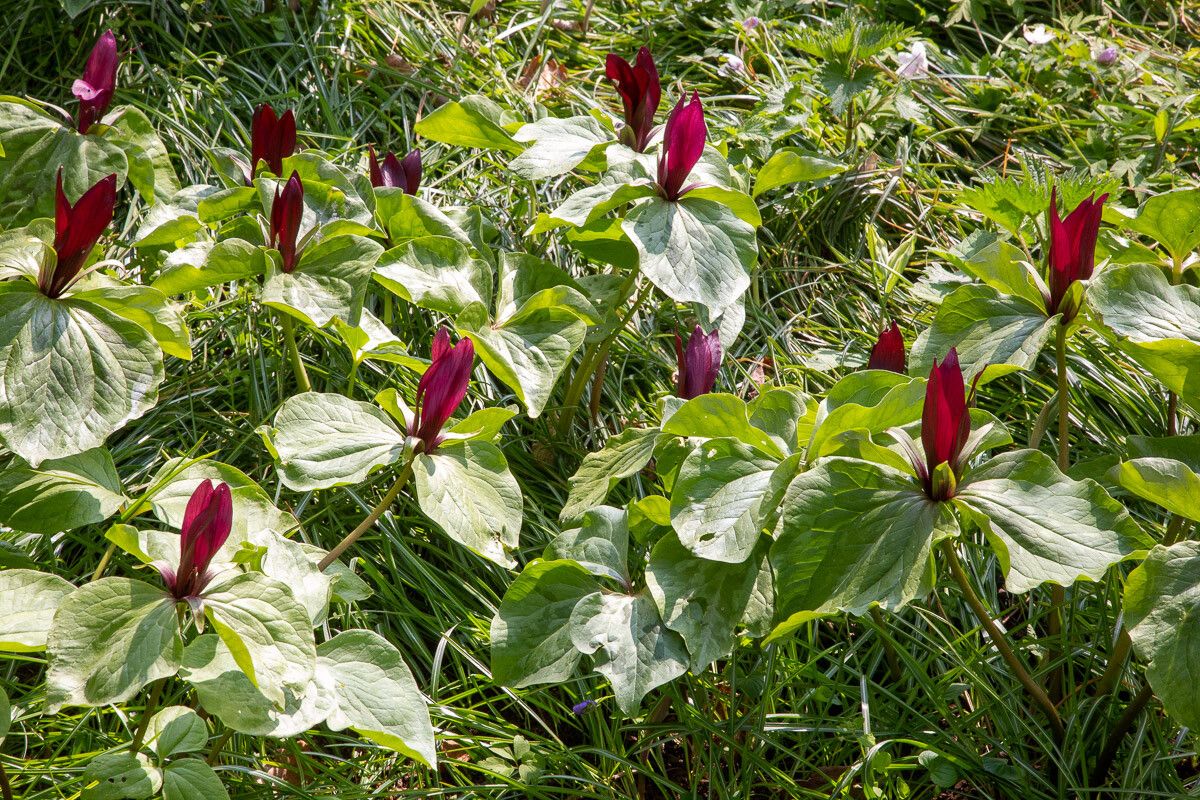 Trillium chloropetalum flower