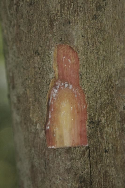 Pouteria reticulata other