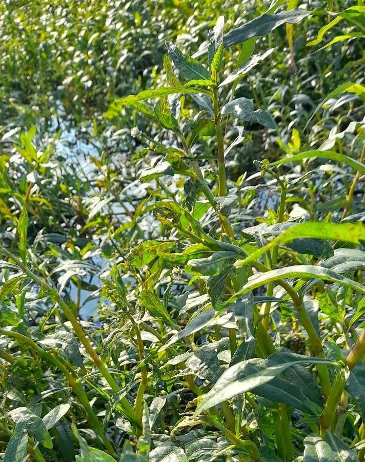 Alternanthera philoxeroides