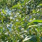 Alternanthera philoxeroides