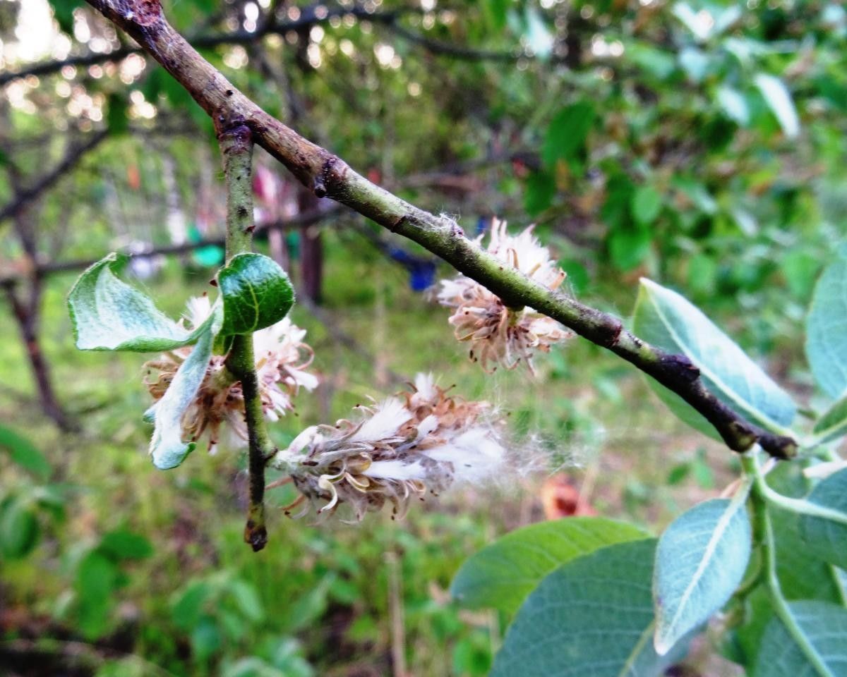 Salix bicolor flower