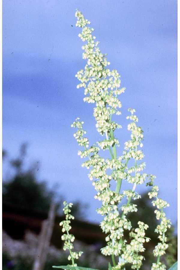 Rumex ellipticus habit