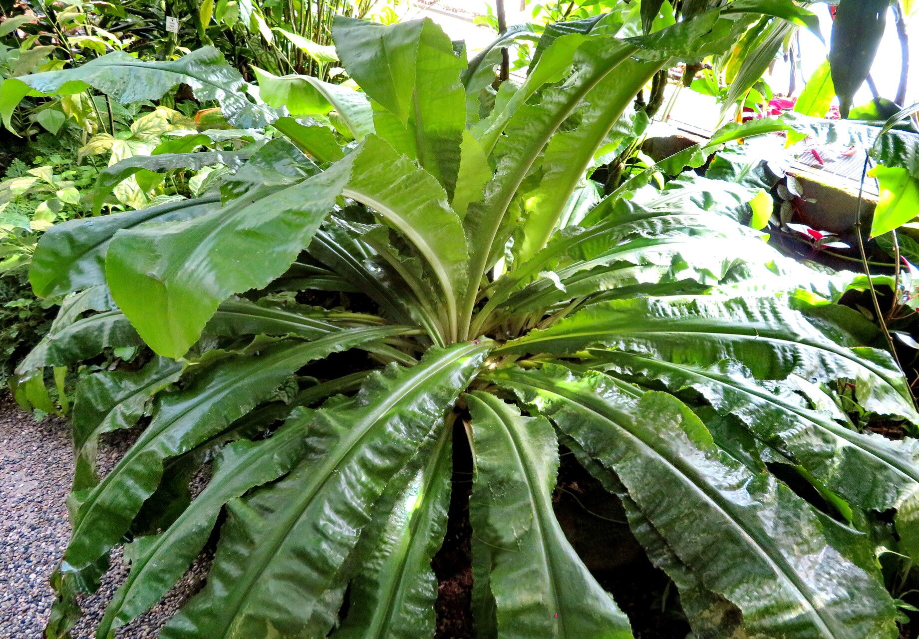 Palisota pynaertii habit