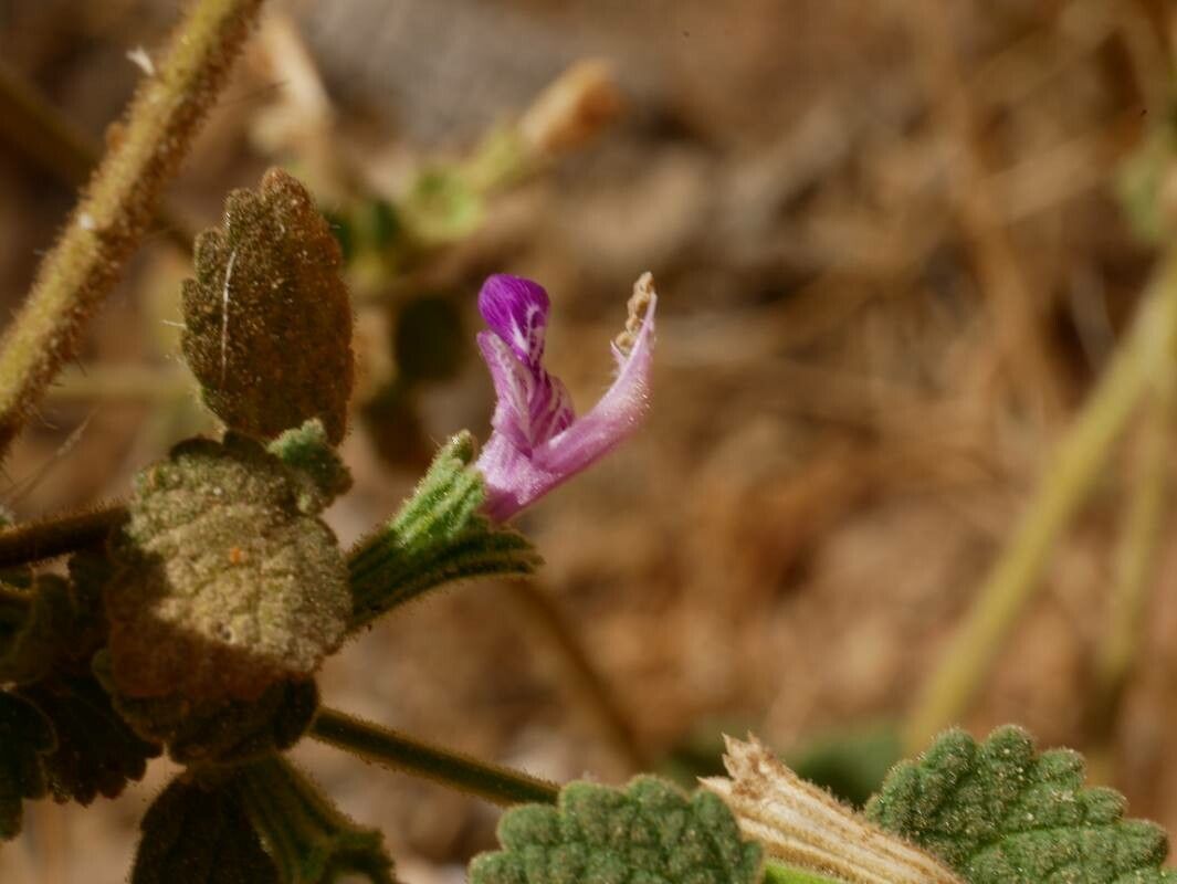 Ballota saxatilis — search result for 'Ballota'