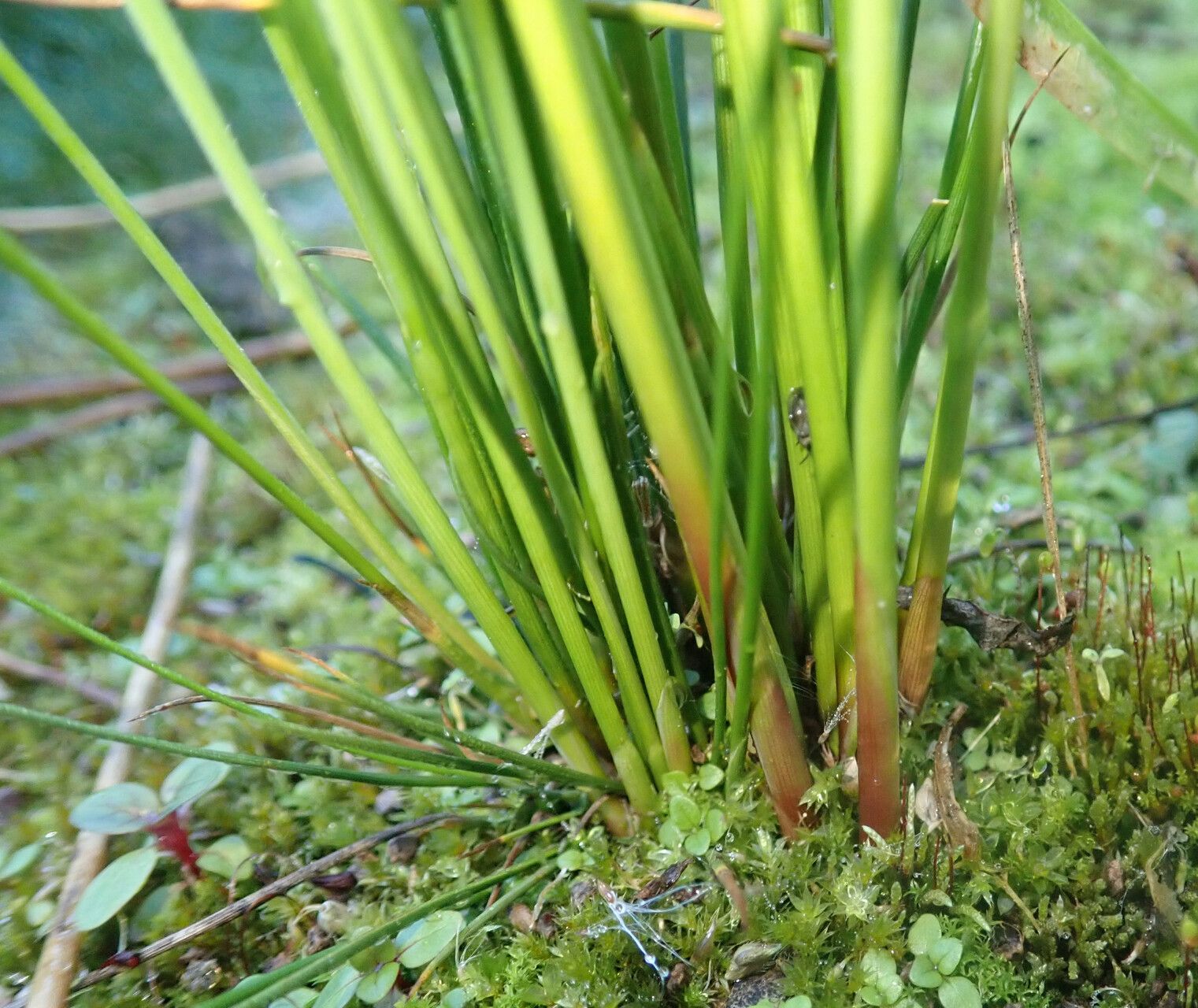 Juncus usitatus bark