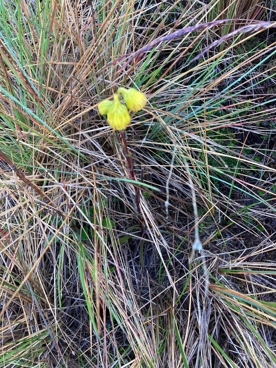 Senecio chionogeton habit