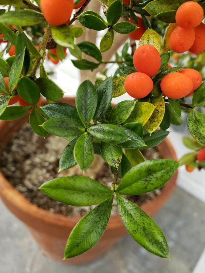 Alyxia ruscifolia — search result for 'Guinea'