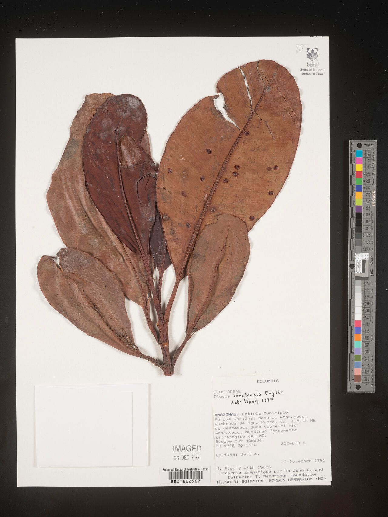 Clusia loretensis — search result for 'Clusia'