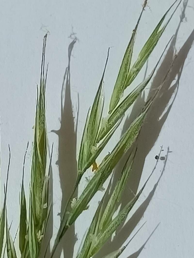 Bromus racemosus flower