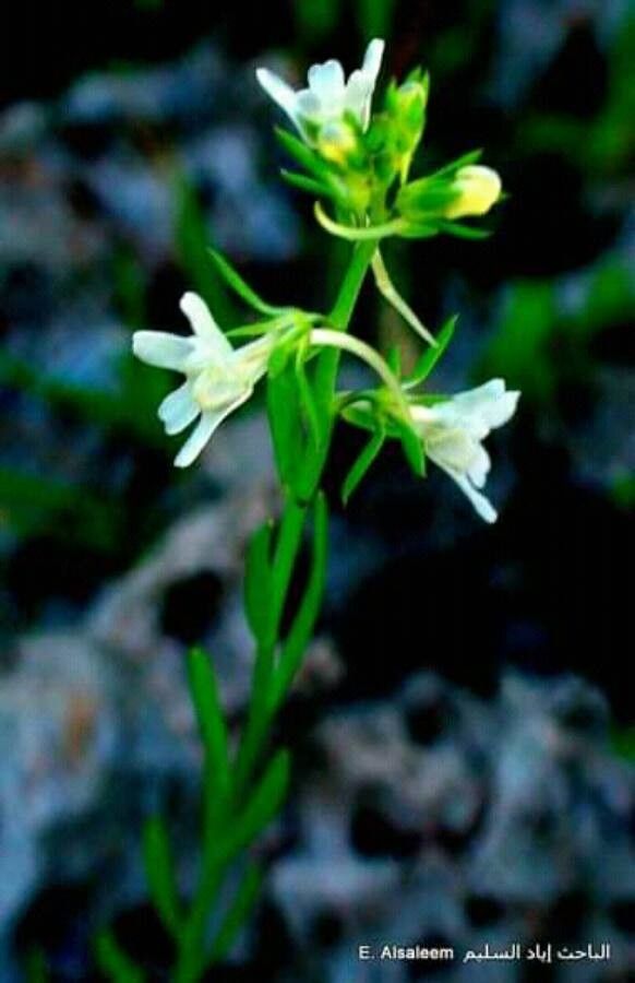 Linaria chalepensis — search result for 'Linaria'