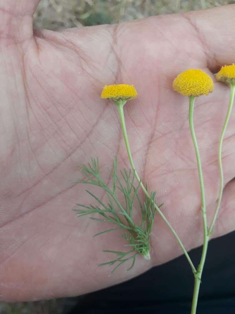 Tripleurospermum disciforme