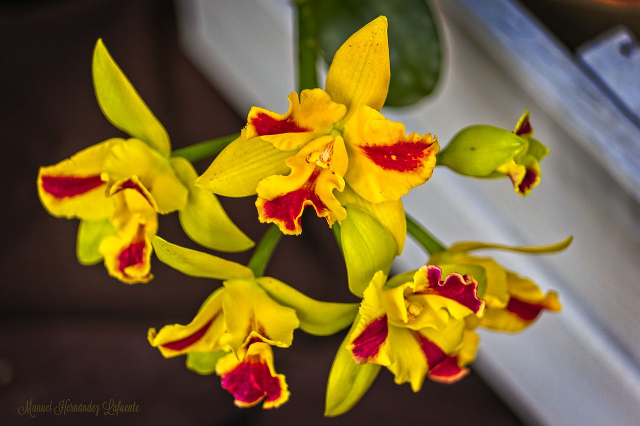 Cattleya spp. flower