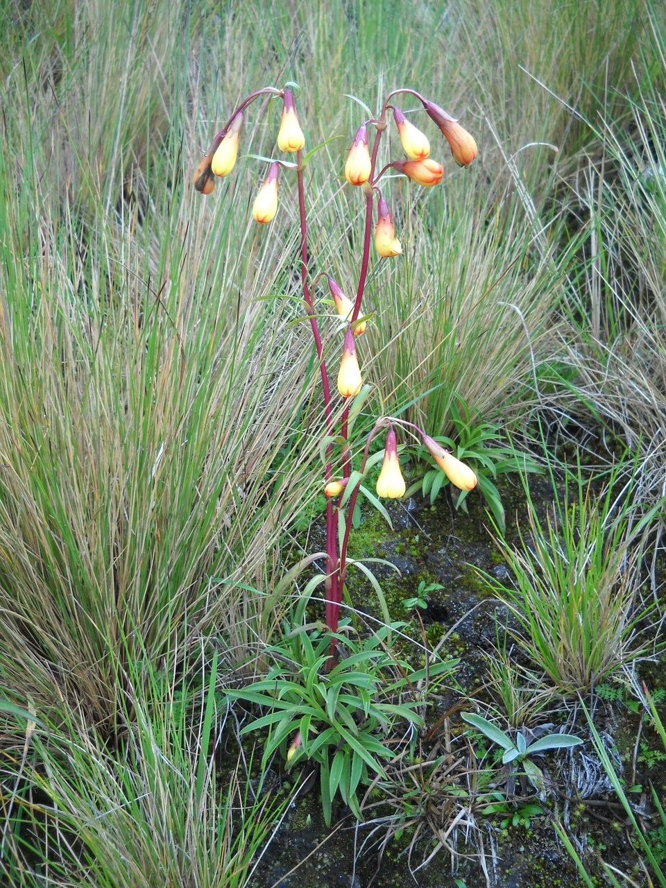 Gentianella punicea habit