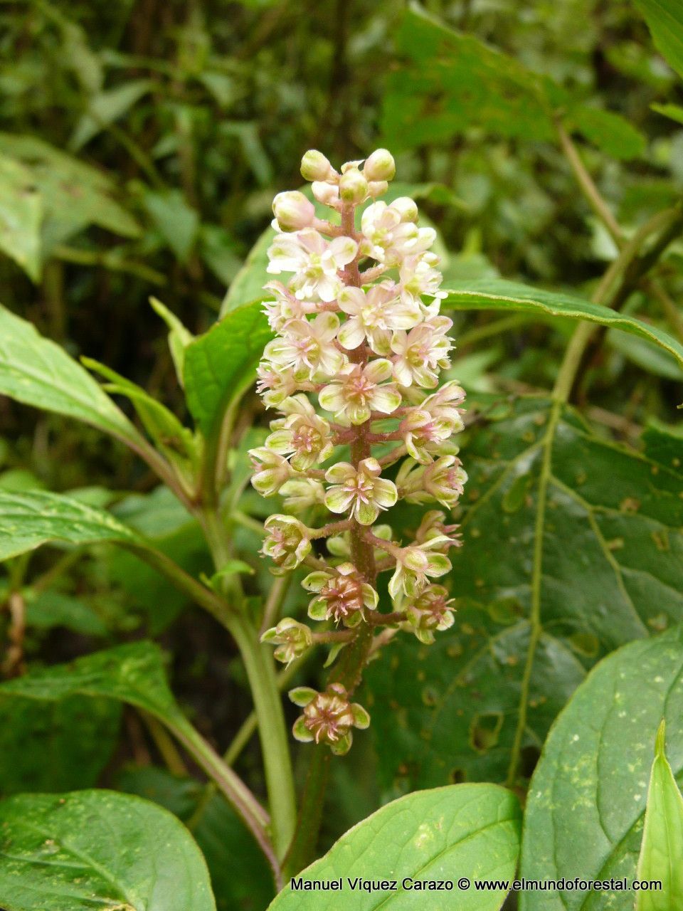 Phytolacca rugosa flower