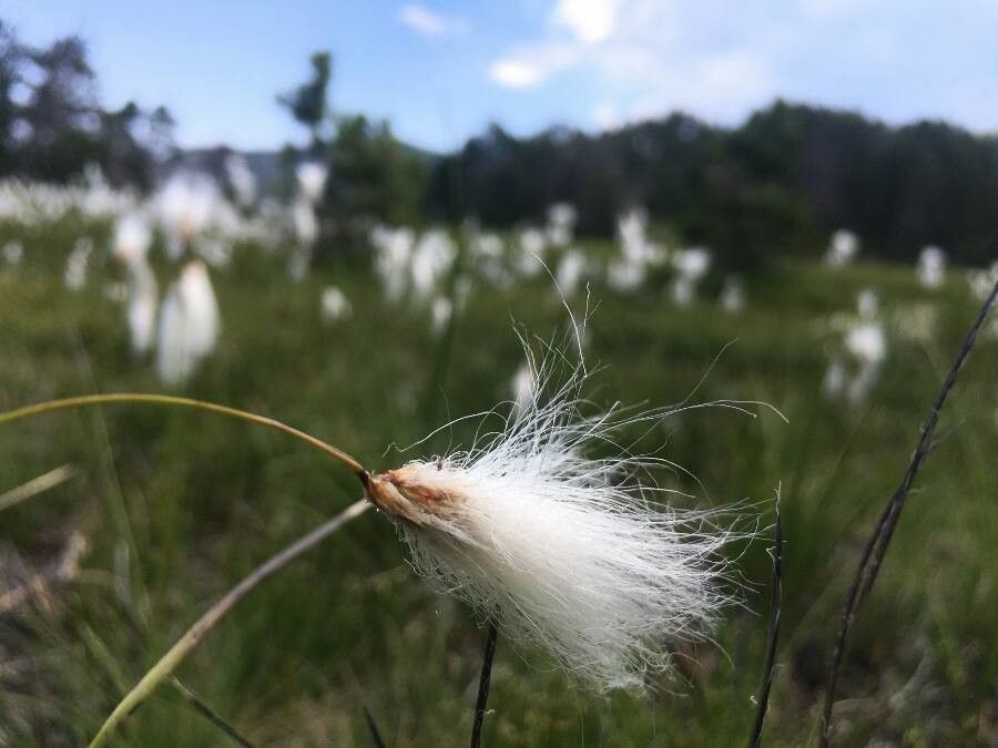 Eriophorum gracile flower