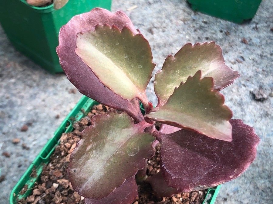 Kalanchoe sexangularis — cacti and succulents houseplant