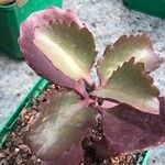 Kalanchoe sexangularis