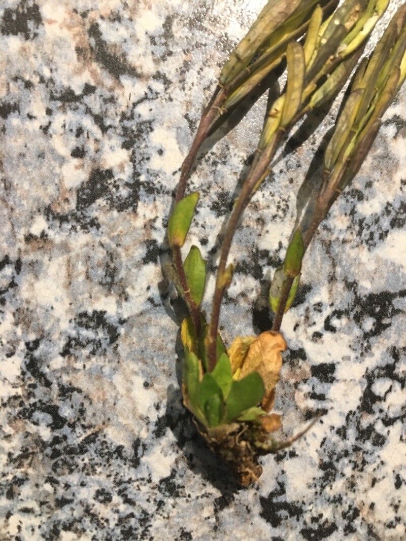 Arabis caerulea — houseplant care guide