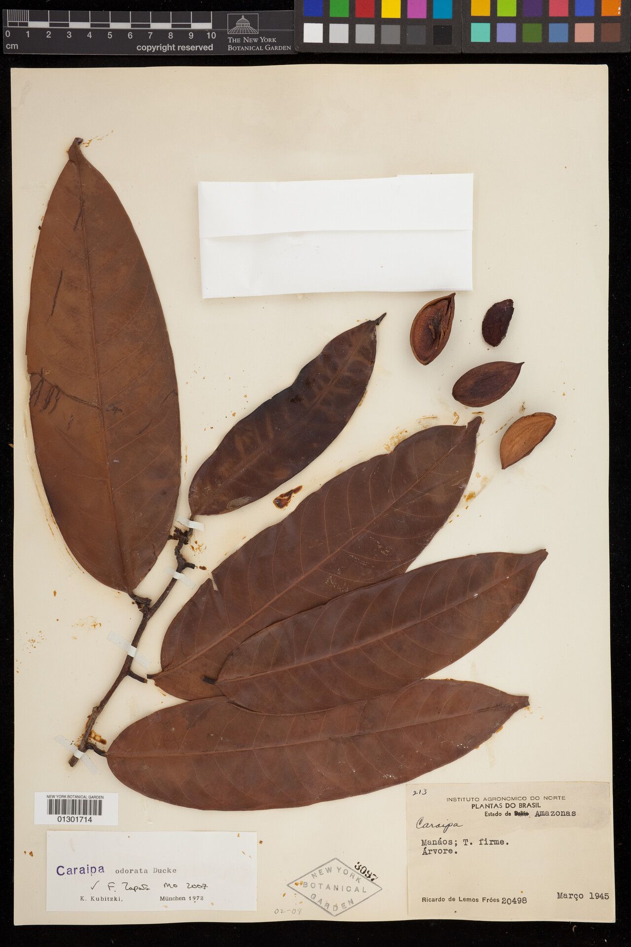 Caraipa odorata leaf