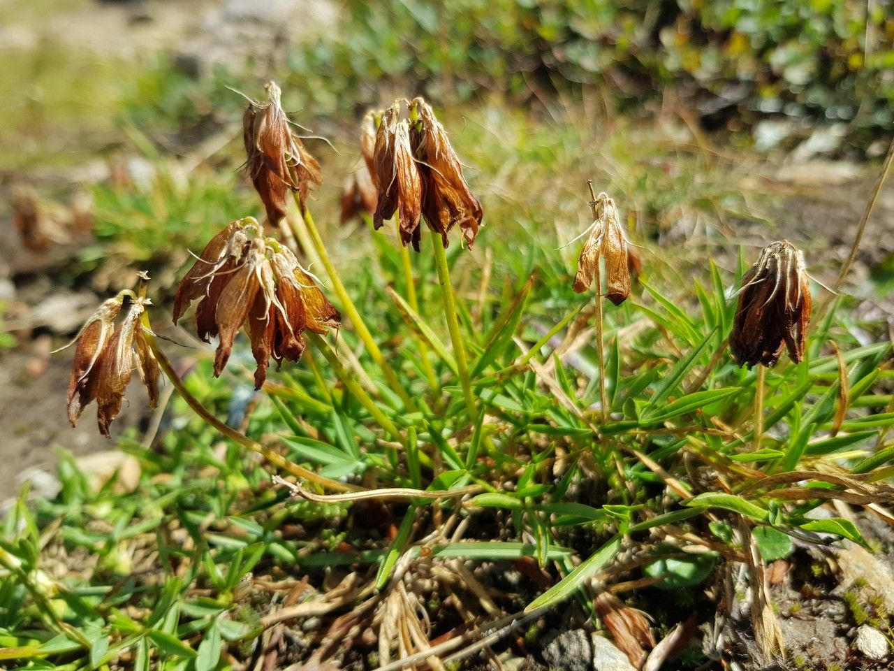 Trifolium alpinum fruit