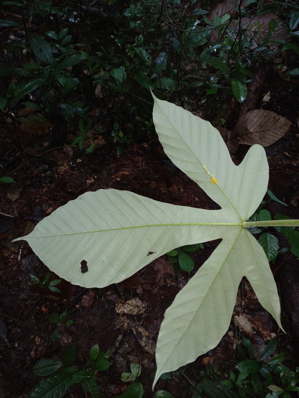 Pourouma tomentosa — houseplant care guide