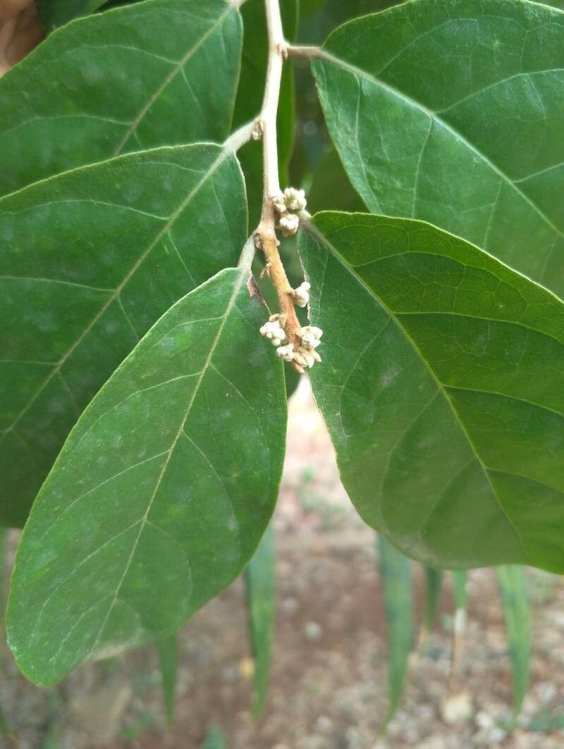 Dichapetalum madagascariense — houseplant care guide