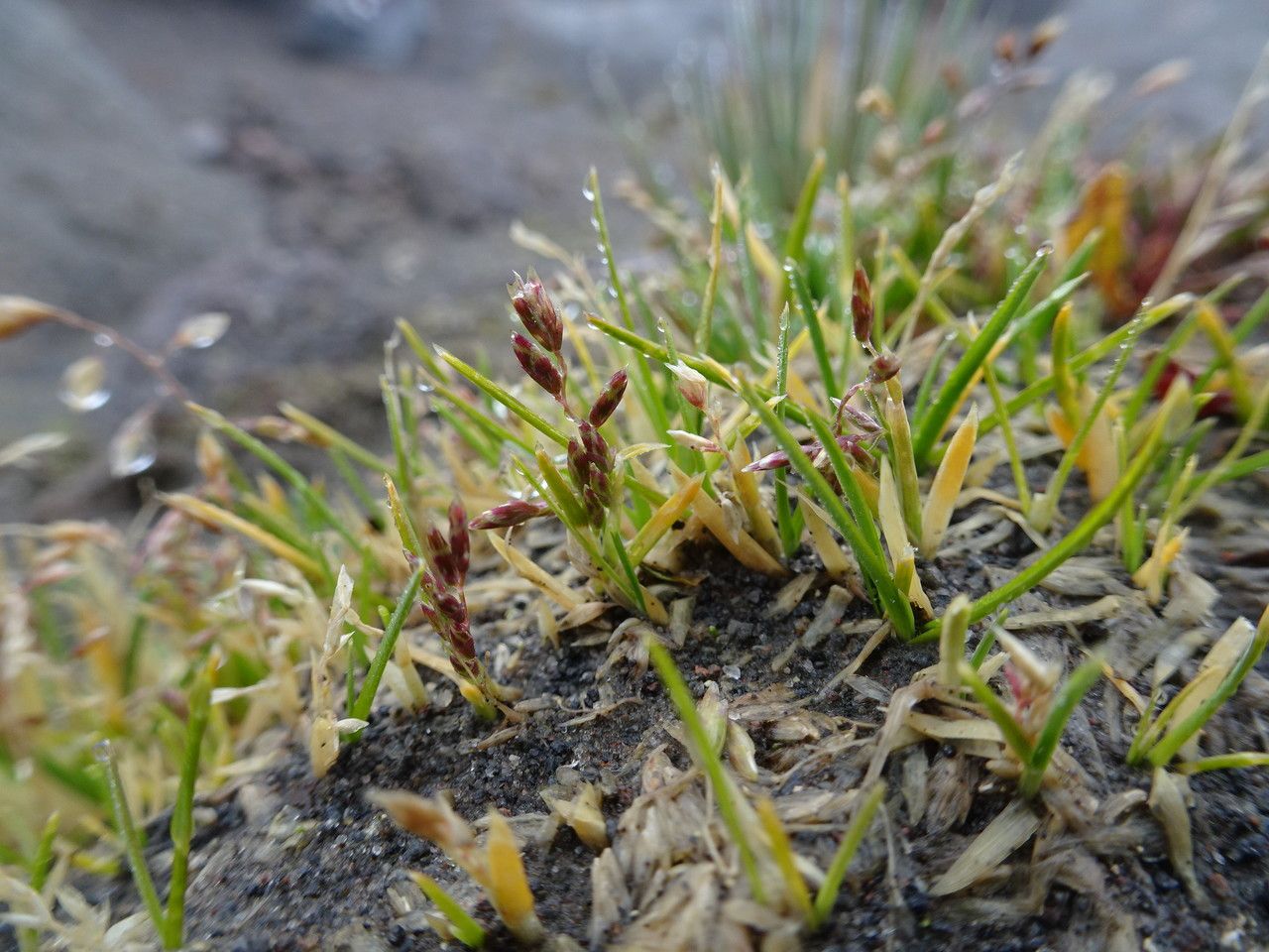 Poa pauciflora habit