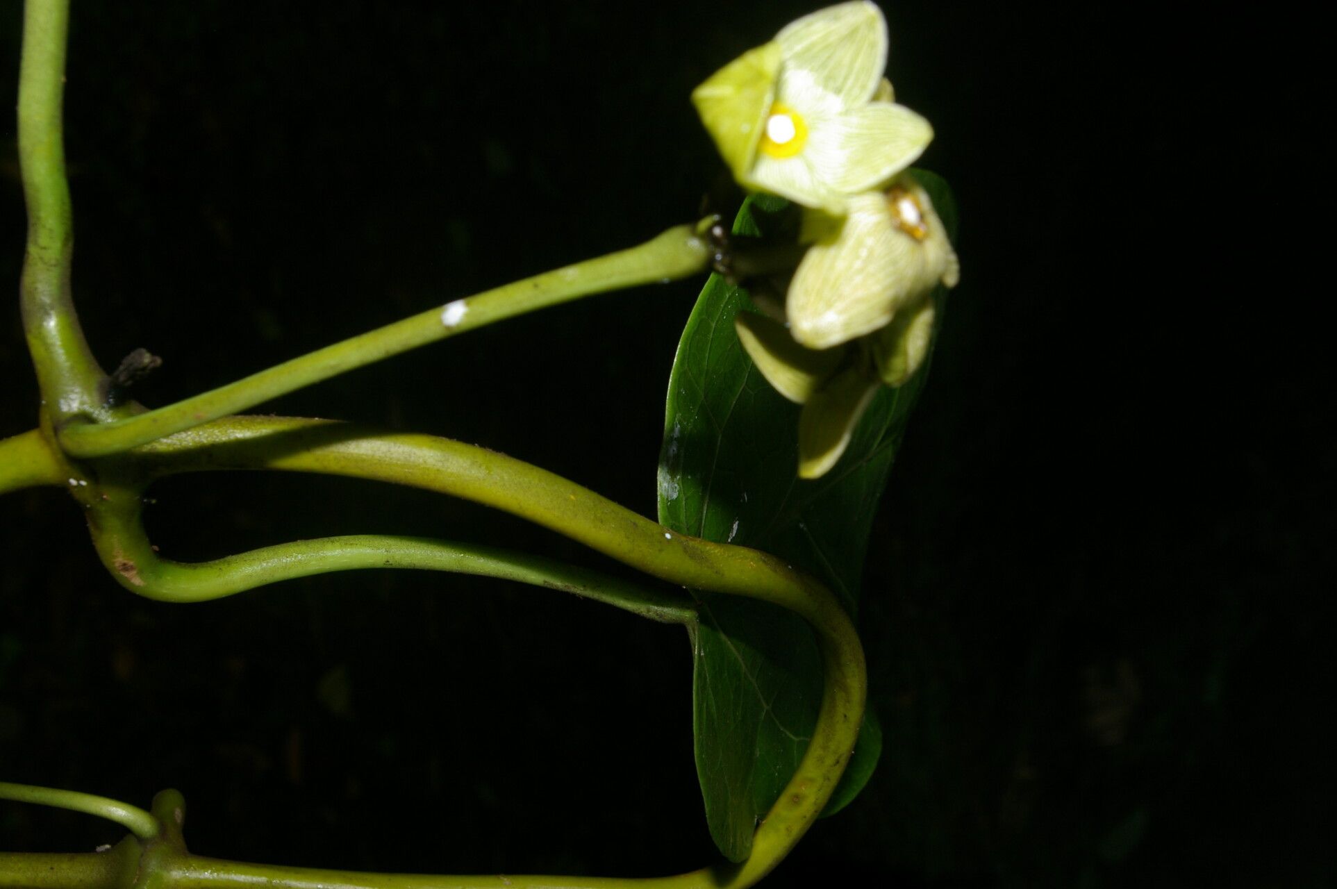 Matelea picturata flower