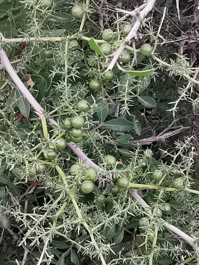 Asparagus aphyllus fruit