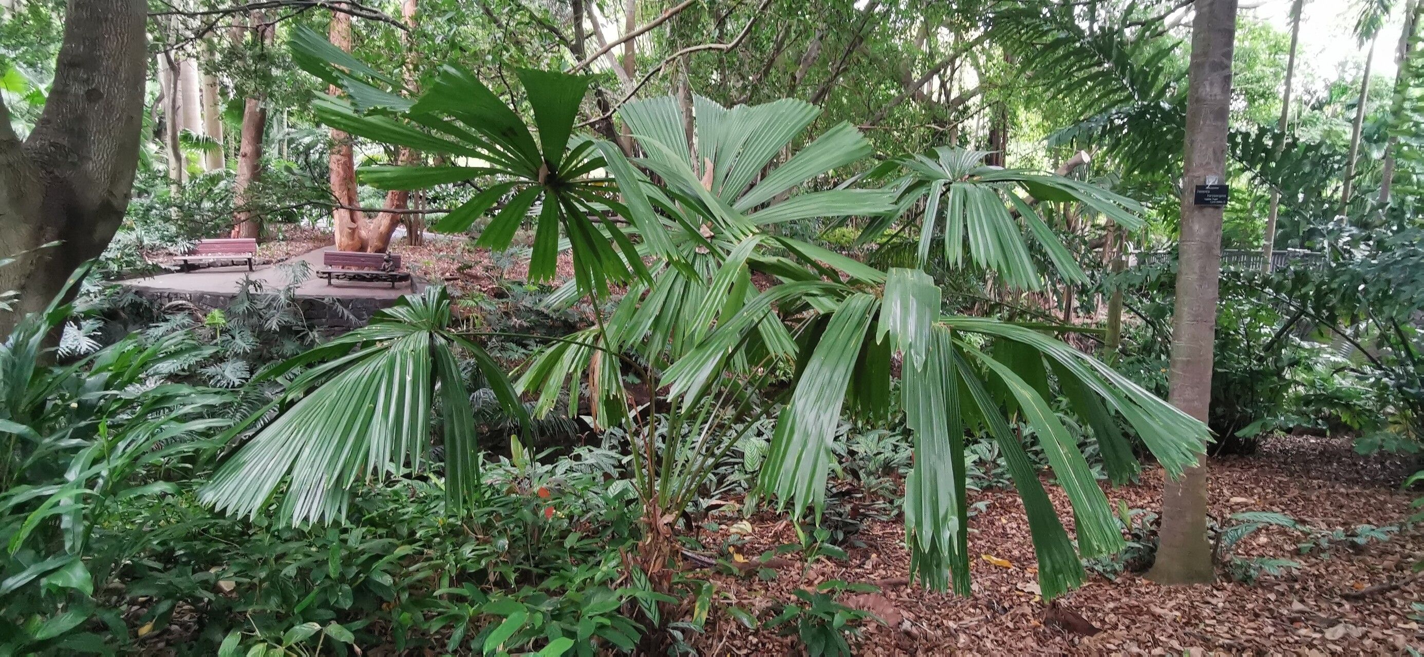 Licuala paludosa habit