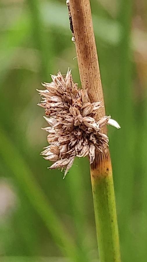 Juncus conglomeratus flower