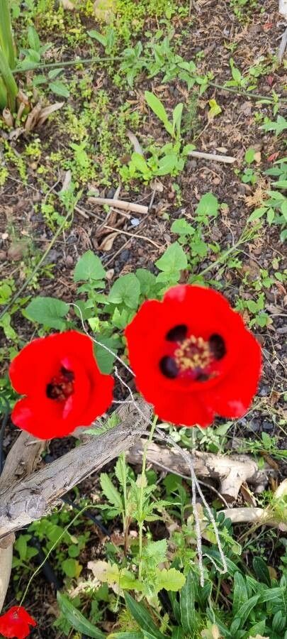 Papaver umbonatum flower