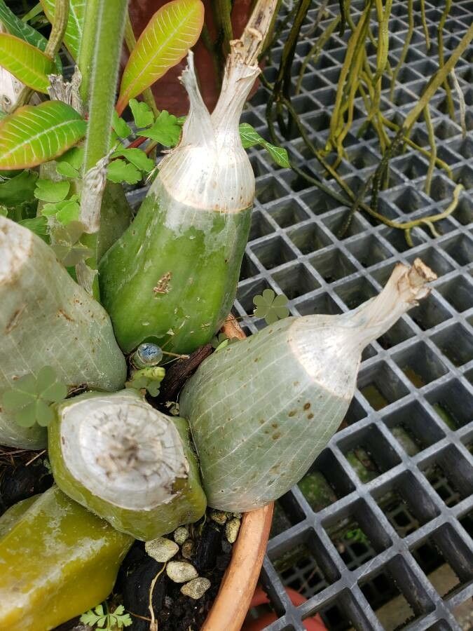 Calanthe vestita other