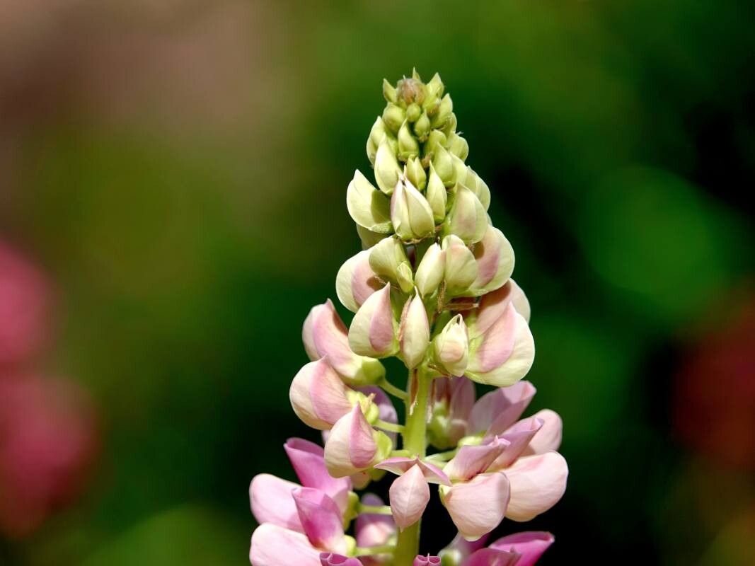Lupinus × regalis flower