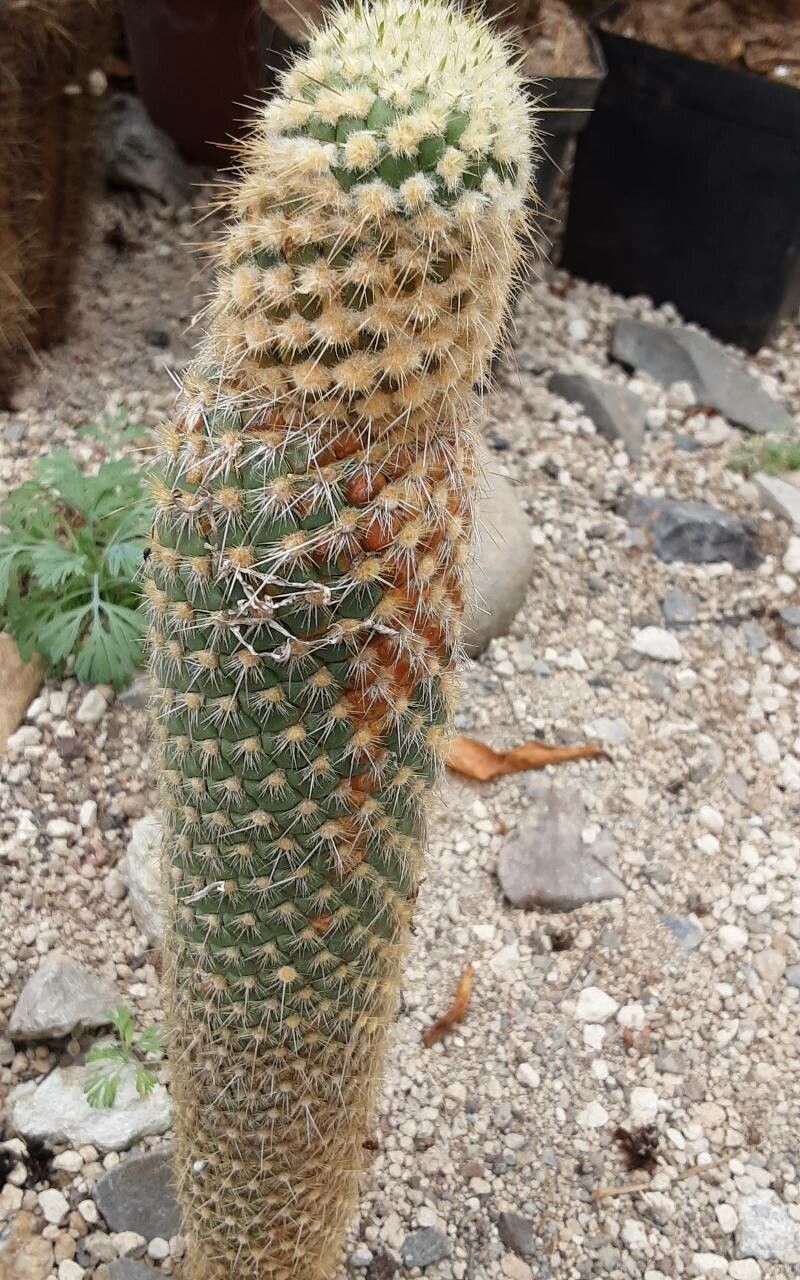 Austrocylindropuntia pachypus — related species from the same genus