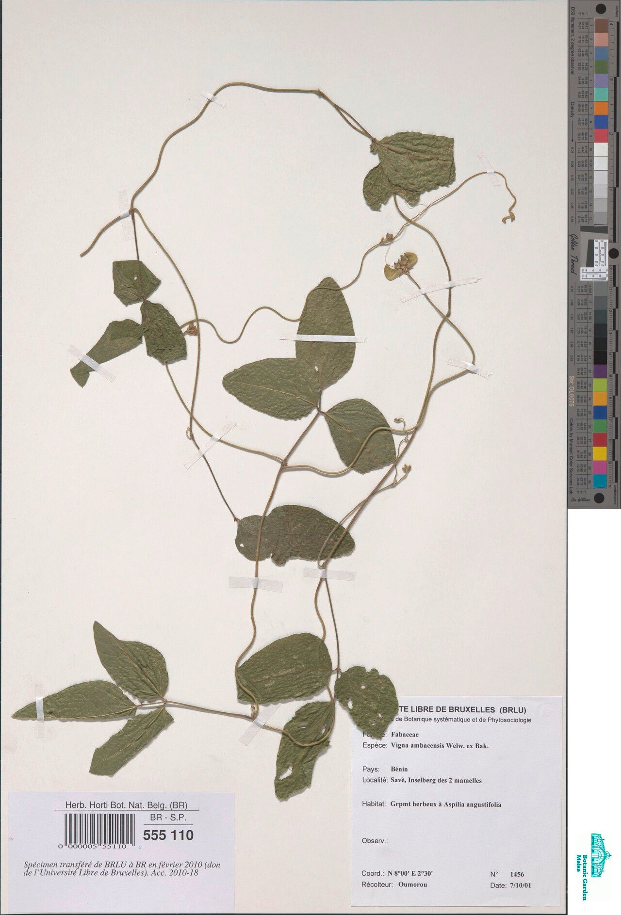Vigna heterophylla — houseplant care guide
