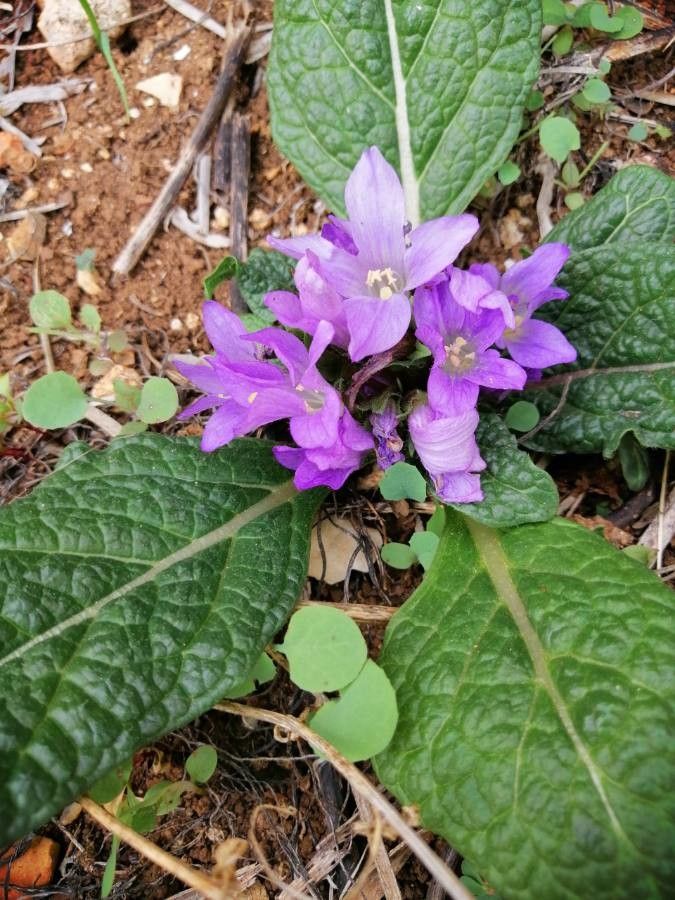 Mandragora autumnalis flower