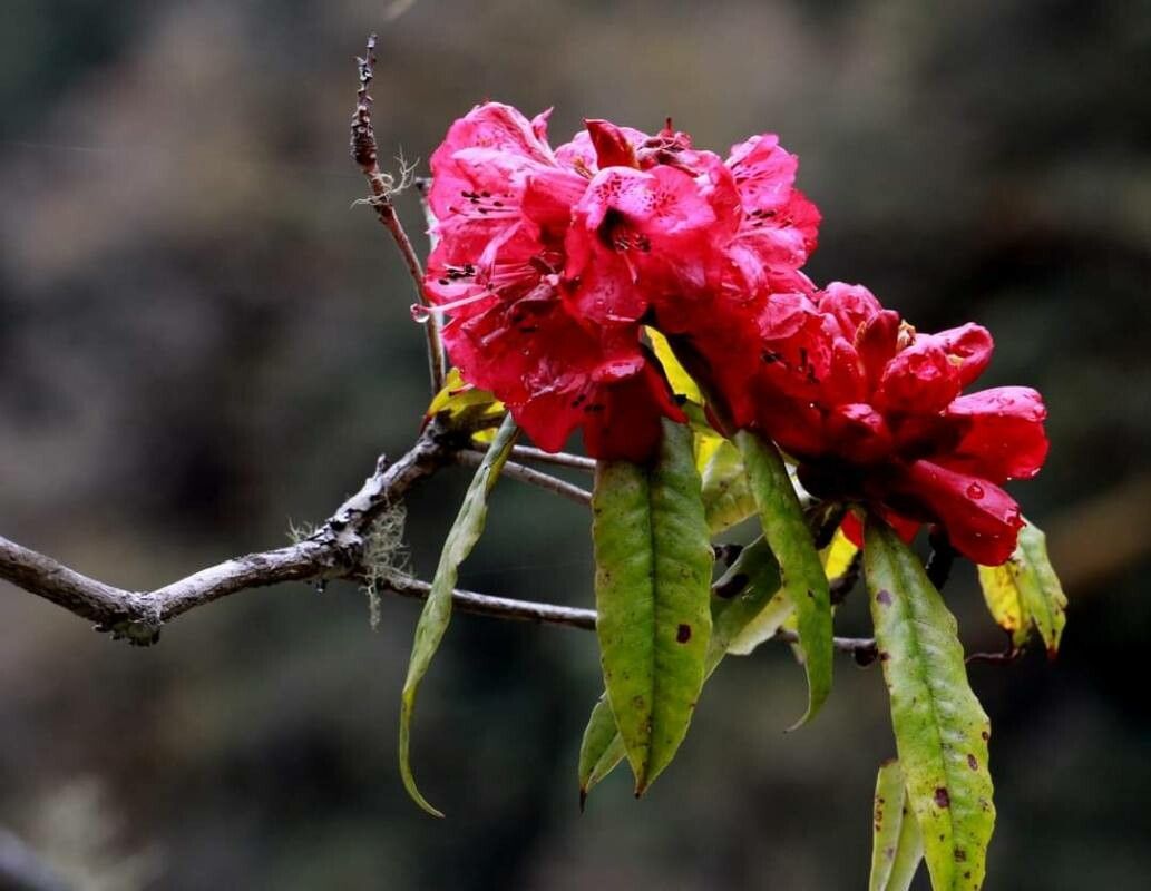 Rhododendron kendrickii — houseplant care guide