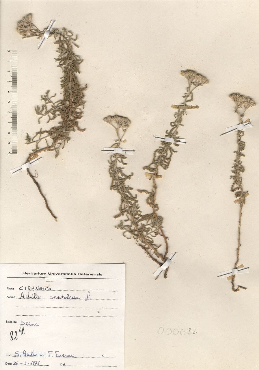 Achillea santolina flower