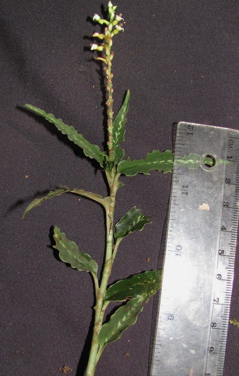 Platythelys maculata other